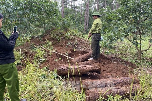 Lâm Đồng xử lý nghiêm hai vụ phá rừng tại thành phố Bảo Lộc và huyện Bảo Lâm