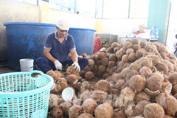 Bến Tre liên kết doanh nghiệp mở rộng diện tích vườn dừa hữu cơ