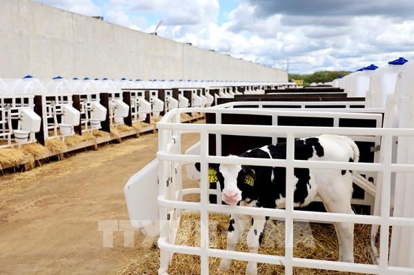 Hình ảnh mới nhất về Trang trại bò sữa TH true MILK tại Nga
