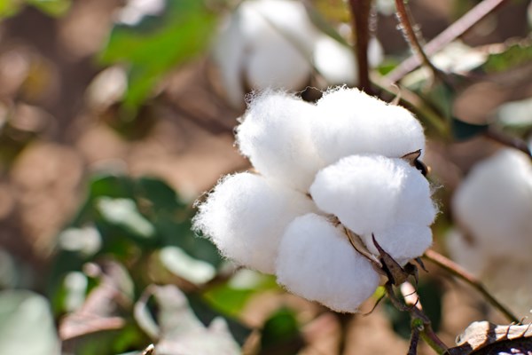 Giá nông sản thế giới chi tiết hôm nay 20/7/2022