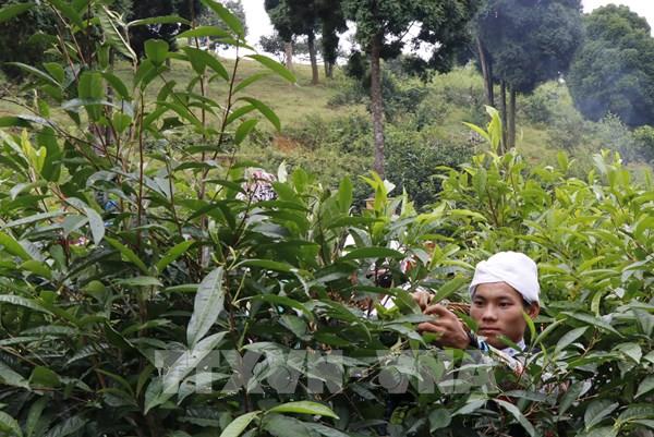 Giảm nghèo bền vững ở vùng đặc biệt khó khăn Yên Bái
