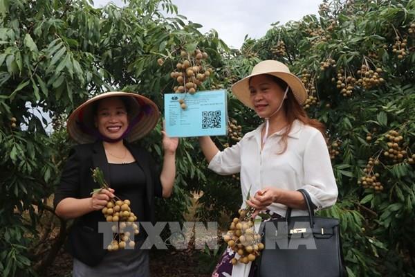 Hải Dương mở vườn thu hái nhãn xuất khẩu năm 2022