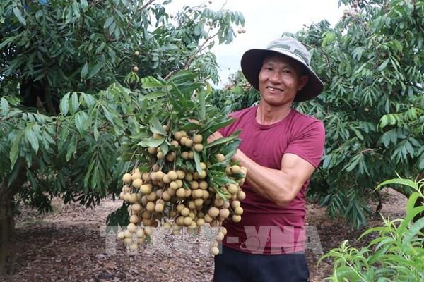 Triển vọng sáng của quả nhãn tươi Việt Nam ở thị trường Nhật Bản