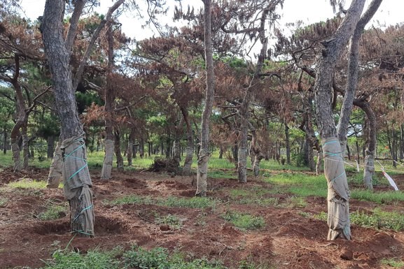 Chấm dứt việc di thực cây thông dự án FLC Đăk Đoa