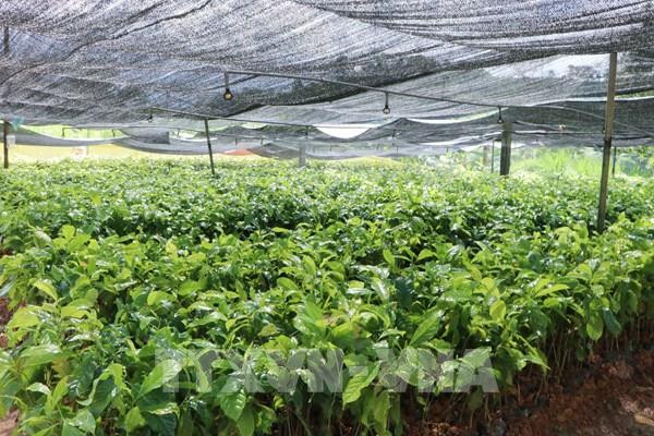 Thị trường carbon mở đường cho nông nghiệp xanh và bền vững