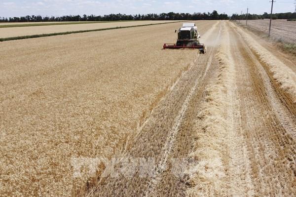 Thổ Nhĩ Kỳ công bố kế hoạch sớm xuất khẩu ngũ cốc của Ukraine