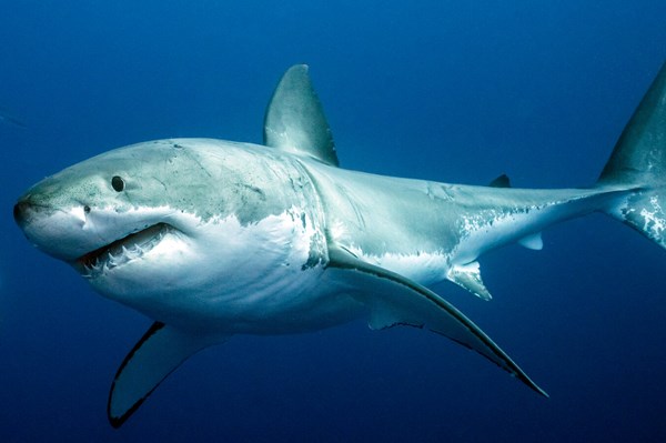 Thủy thủ được cứu sau 1 đêm lênh đênh trên vùng biển đầy cá mập ở Australia