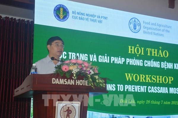 Giải pháp hiệu quả phòng chống bệnh khảm lá