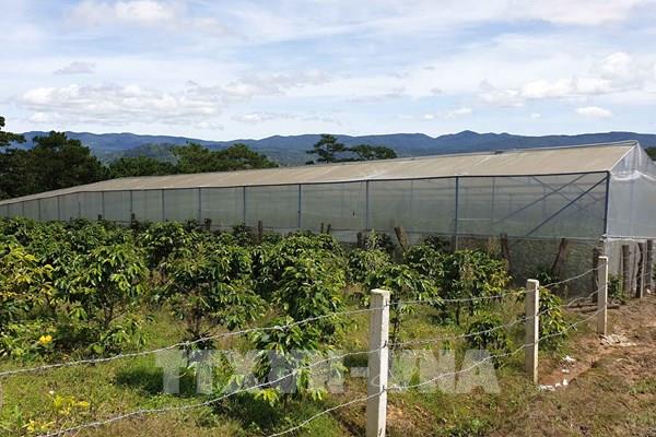 Đà Lạt tháo dỡ 100% nhà kính, nhà lưới trên đất lâm nghiệp trước ngày 30/7