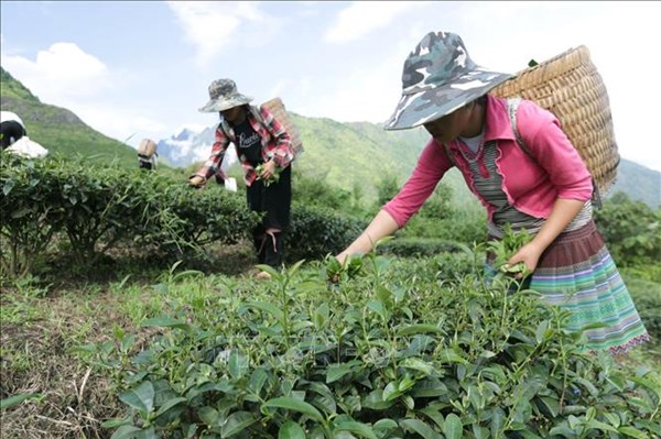 Xây dựng vùng nguyên liệu gắn với nhà máy chế biến chè