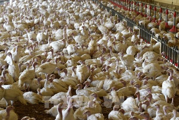 Pháp tiêu hủy ít nhất 8.000 con gà do cúm gia cầm H5N1