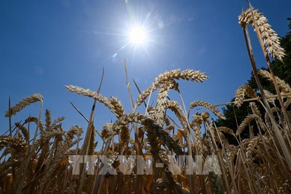 Nông dân sản xuất lúa mì đối mặt với rủi ro lớn từ thời tiết