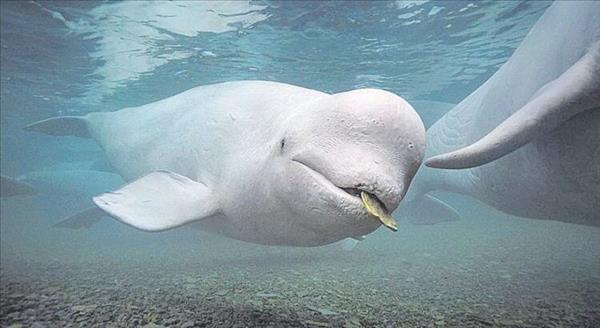 Cá voi Beluga đi lạc trên sông Seine