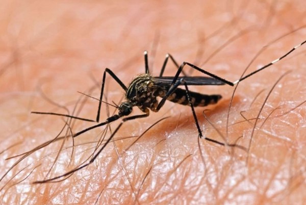 Italy cảnh báo gia tăng số ca mắc virus Tây sông Nile
