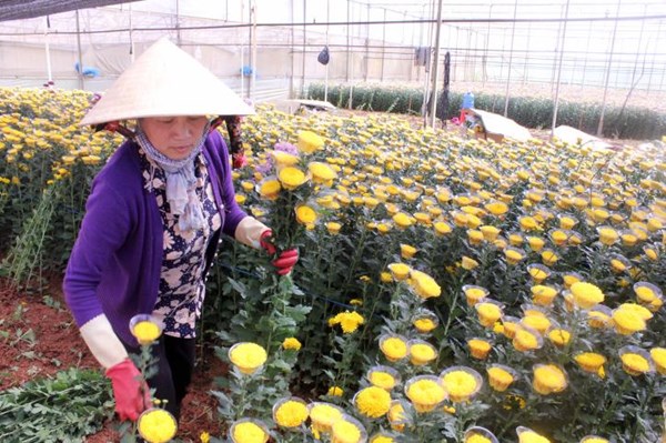 Lâm Đồng thu gần 40 triệu USD nhờ xuất khẩu nông sản