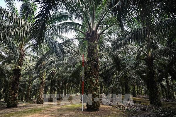 Dầu cọ mang lại nguồn thu lớn cho Malaysia