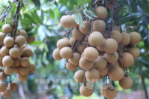 Khai mạc Lễ hội ​nhãn lồng Hưng Yên năm 2022