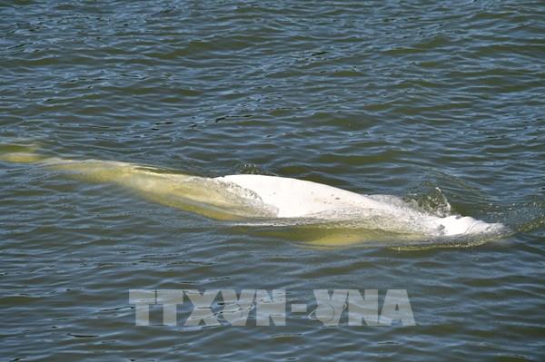Pháp giải cứu con cá voi Beluga bơi lạc vào sông Seine