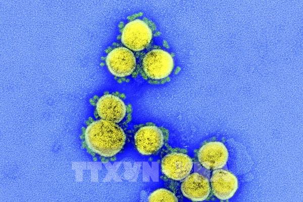 Nga phát hiện chủng virus SARS-CoV-2 kết hợp giữa 2 biến thể Omicron và Delta