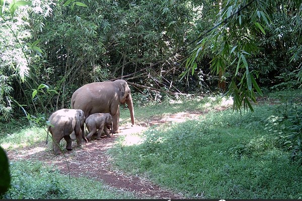 Việt Nam bảo tồn loài voi
