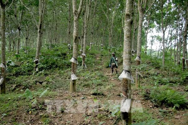 Bất cập tại "siêu dự án" trồng cao su ở Nghệ An - Bài 1: Không như kỳ vọng