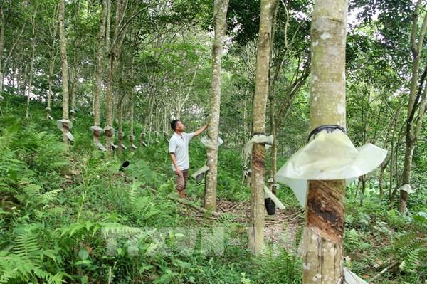 Bất cập tại “siêu dự án” trồng cao su ở Nghệ An: Bài 2 - Lời giải bài toán "đất đai"