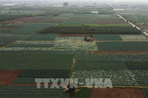 Nông nghiệp xanh - dòng chảy mới của thị trường