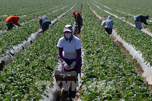 Giải pháp canh tác hữu cơ