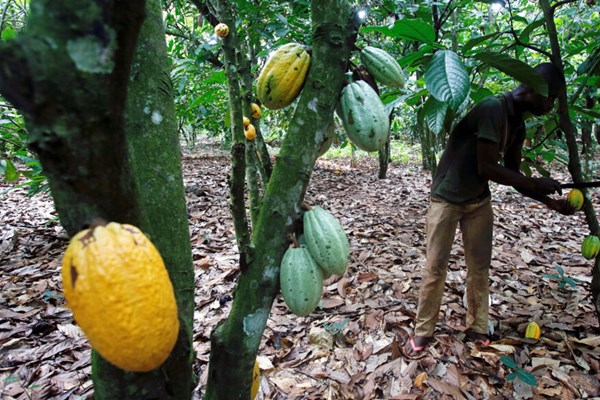 Khai thác vàng ở Ghana đe dọa ngành công nghiệp socola của Thụy Sỹ