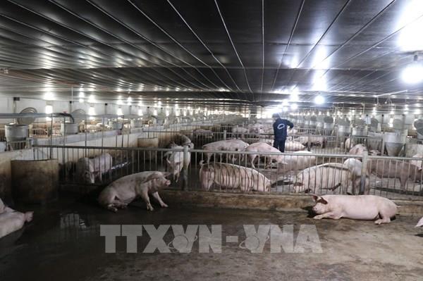 Phát triển chăn nuôi theo hướng ứng dụng công nghệ cao