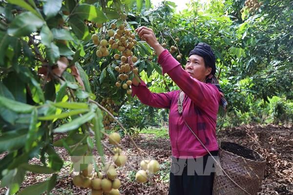 Hoàn thành mở cửa thị trường Trung Quốc, New Zealand và Nhật Bản cho nhiều nông sản