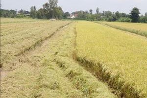 Thị trường nông sản tuần qua: Giá lúa giảm ở nhiều địa phương