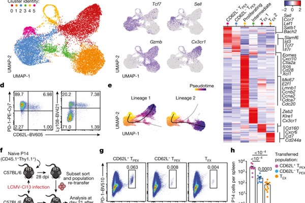 Phát hiện tế bào miễn dịch mới chống lại ung thư và các bệnh mãn tính