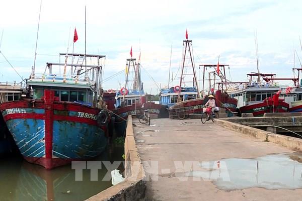 Xử lý nghiêm trường hợp môi giới, đưa tàu cá khai thác hải sản trái phép