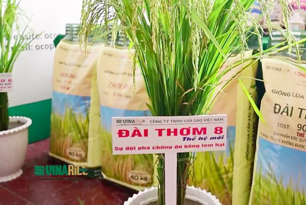Đồng Tháp liên kết với doanh nghiệp sản xuất giống lúa Đài thơm 8 thế hệ mới