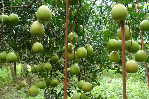 Sản phẩm nông nghiệp ở Đồng Nai vẫn loay hoay tìm đầu ra