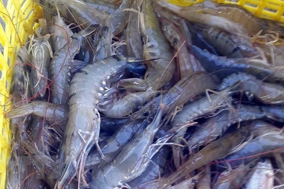 Giá tôm ở Trà Vinh tiếp tục giảm