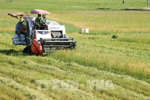 Liên kết sản xuất lúa theo mô hình cánh đồng lớn gắn với tiêu thụ