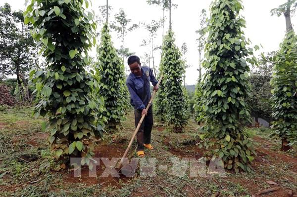 Tạo thuận lợi để người dân vay vốn xóa đói giảm nghèo