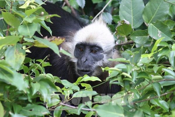  Voọc Cát Bà - loài linh trưởng quý hiếm của thế giới