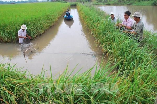 Ngành nông nghiệp triển khai giải pháp thực thi các cam kết COP26