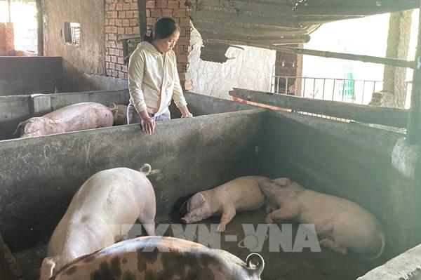 Giá lợn hơi đầu tuần trầm lắng