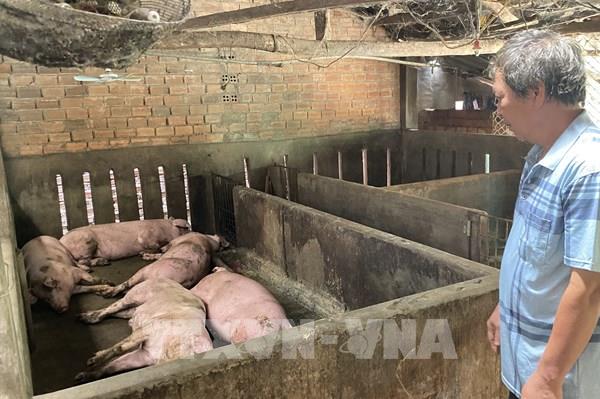 Đi tìm nguyên nhân lợn chết sau khi tiêm vaccine dịch tả lợn châu Phi