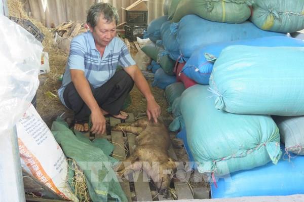  Điều tra, thống kê lợn có phản ứng, chết sau tiêm vaccine dịch tả lợn châu Phi