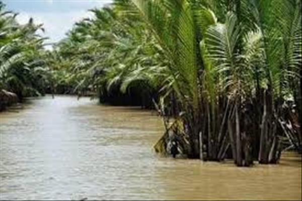 Indonesia trồng cao lương thay lúa mì nhập khẩu