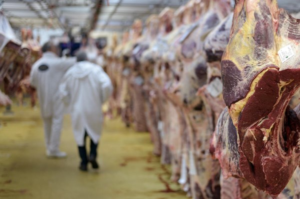 Tây Ban Nha đi đầu EU trong lắp camera giám sát lò mổ