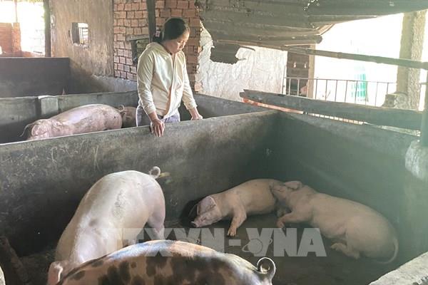 Giá heo hơi hôm nay 22/10 chững lại trên cả 3 miền