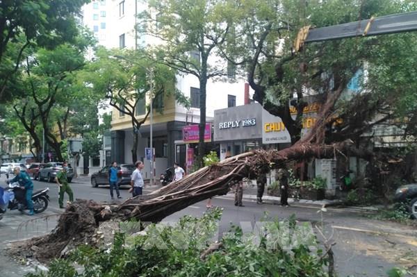 Hà Nội: Không có thương vong về người trong vụ cây đổ trúng ô tô