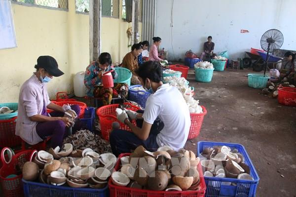 "Chìa khóa" mở ra thị trường thế giới cho người trồng dừa Bến Tre