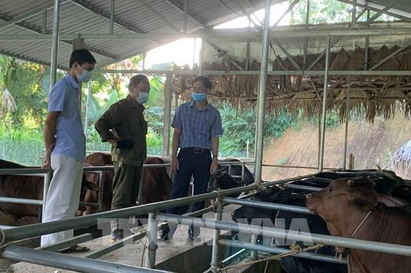 Cơ hội mới từ chăn nuôi đại gia súc